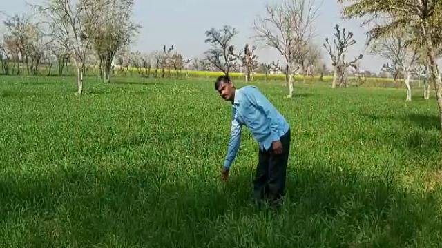 jhunjhunu news, झुंझुनू न्यूज, rajasthan news, राजस्थान न्यूज, काले गेहूं की फसल, black wheat crop, सूरजगढ़ न्यूज, सूरजगढ़ के किसान, लहलहाता काला गेहूं