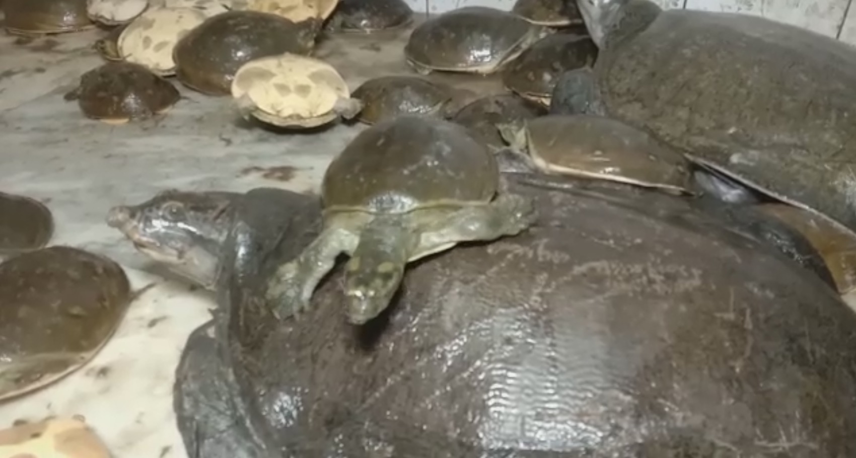 Rare species of turtle rescued