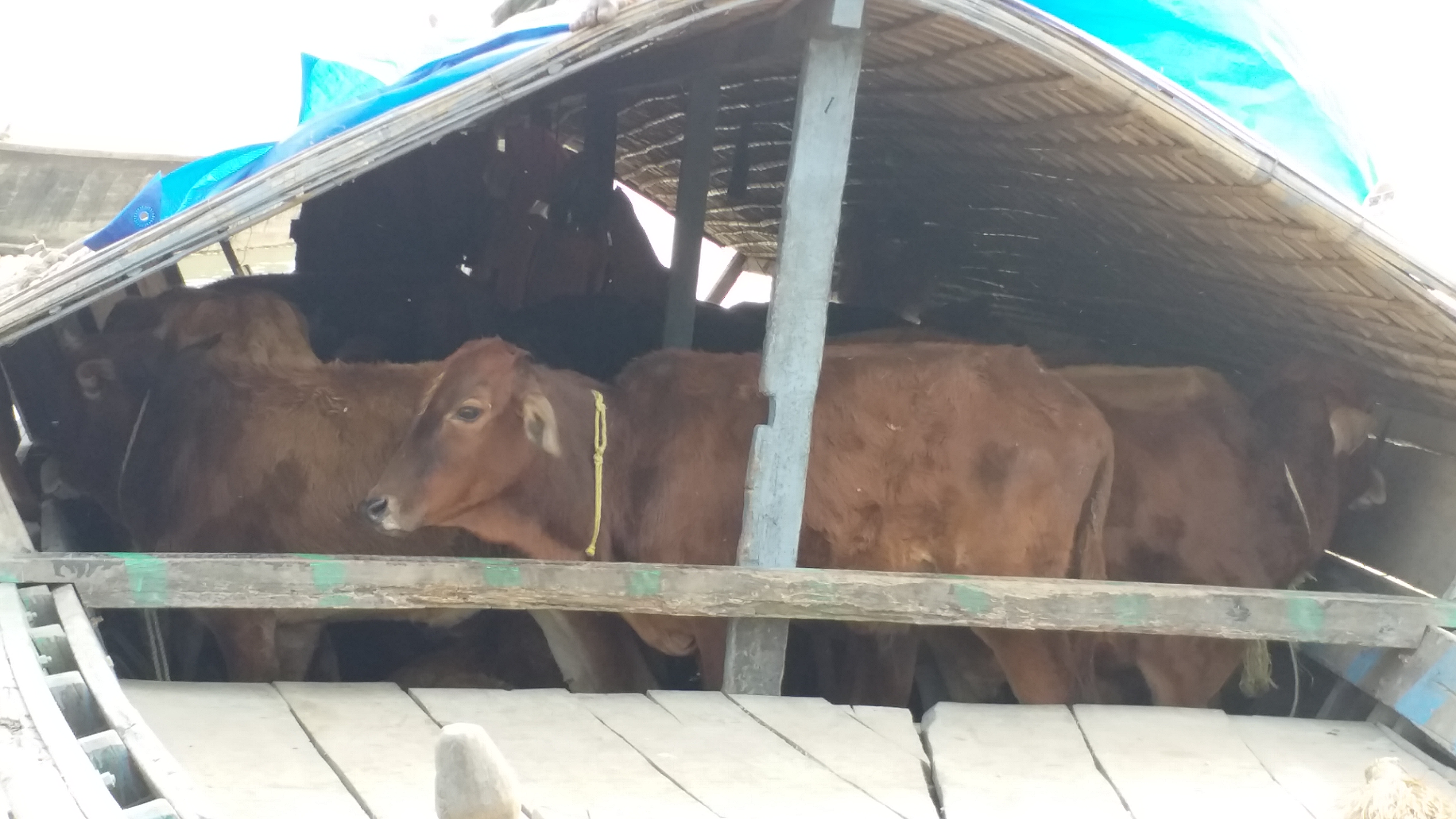 Cattle sumgling at Dhubri Assam Etv Bharat News