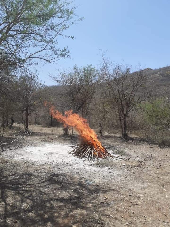 सवाई माधोपुर न्यूज, Tigress T-60 cub killed