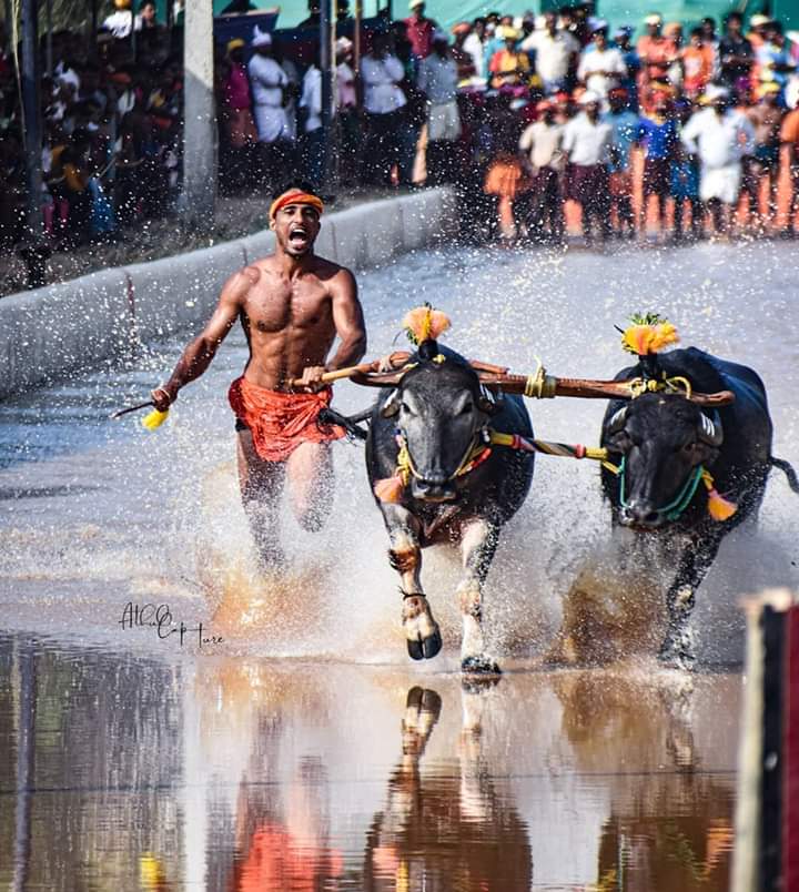 Record has been created in Kambala  indian ussain bolt news  ഇന്ത്യന്‍ ഉസൈന്‍ ബോള്‍ട്ട്  കംബള ഓട്ടം  ശ്രീനിവാസ ഗൗഡ  നിഷാന്ത് ഷെട്ടി