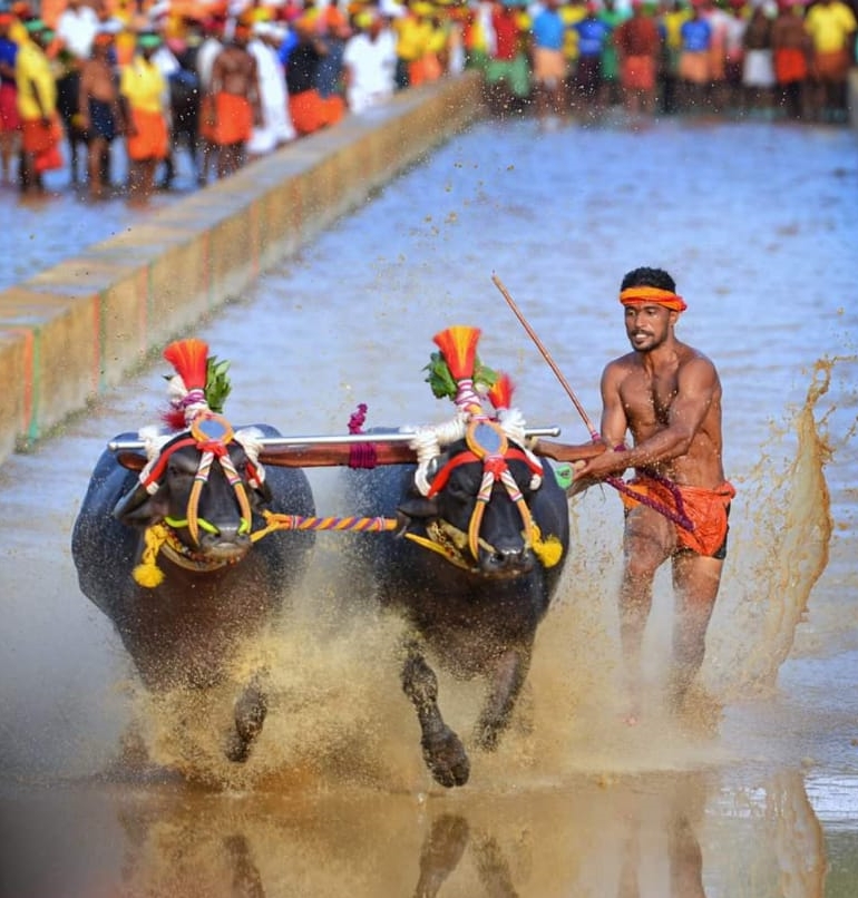 Udupi man trashes Kambala jockey's sprint record in Kambala race