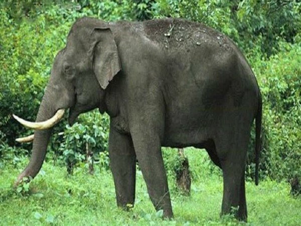 246 elephants died in Odisha in last 3 years