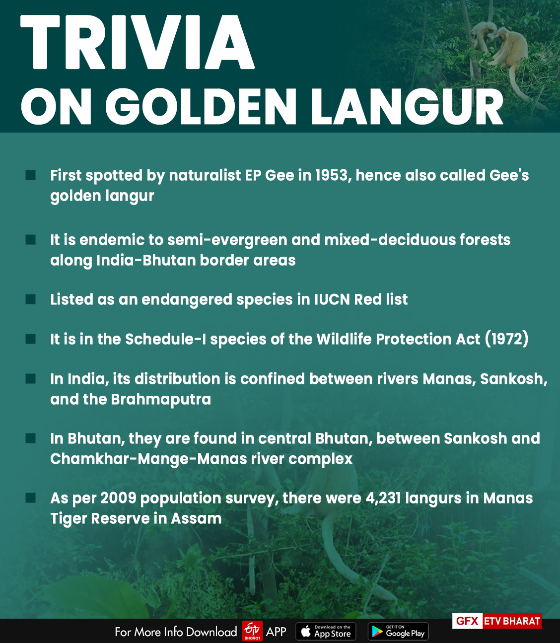 Trivia on golden langur