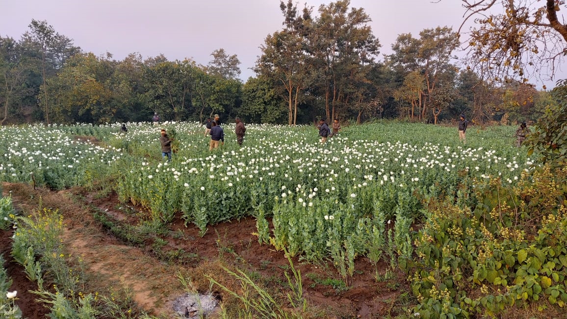 Ramgarh Police destroyed 3 acres of opium cultivation in Ramgarh