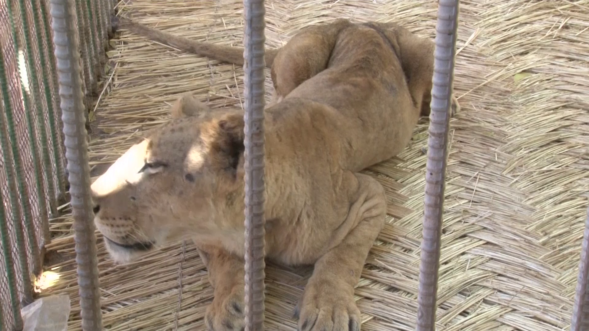 Sudan's starving lions slowly recover