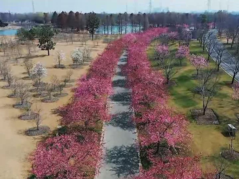 With severe travel restrictions in China during the coronavirus outbreak, it seemed that most people would miss this year's cherry blossom season