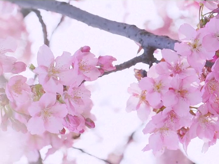 With severe travel restrictions in China during the coronavirus outbreak, it seemed that most people would miss this year's cherry blossom season