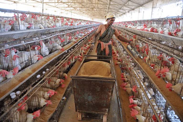 fifty percent reduction in chicken sales