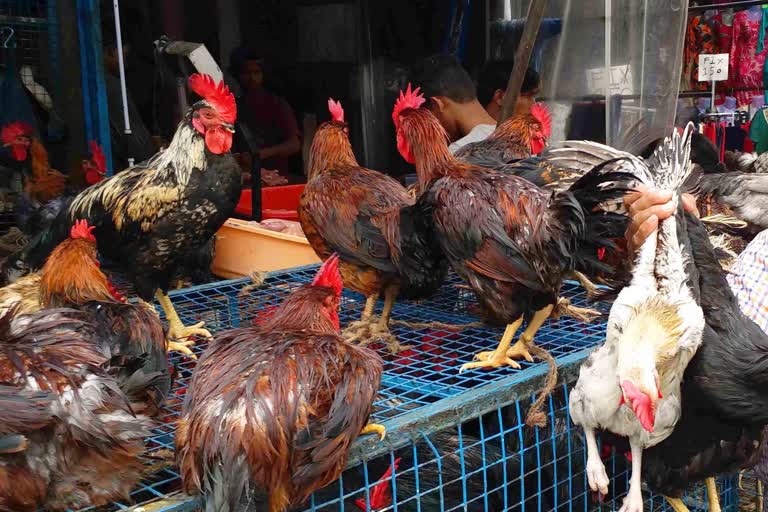 fifty percent reduction in chicken sales