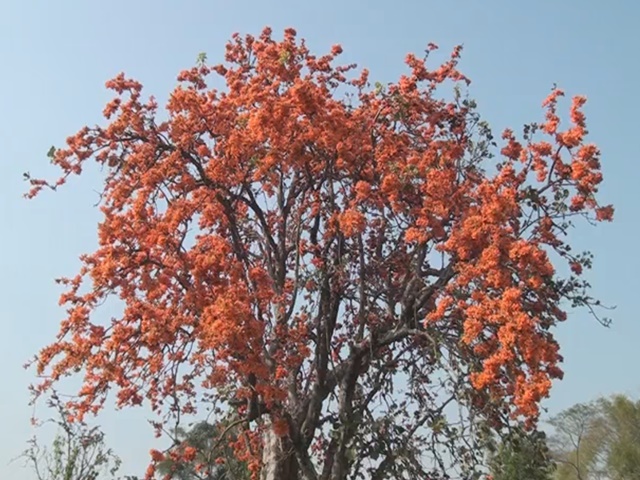 flame of the forest flower