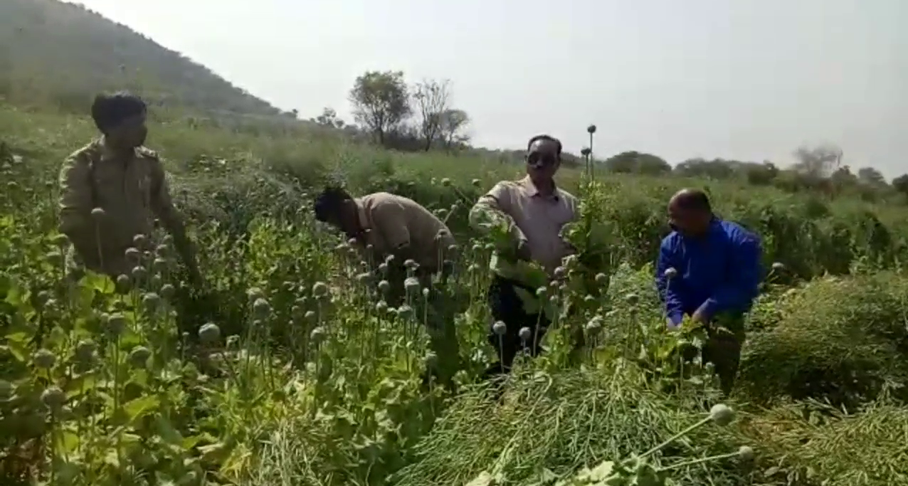 Opium cultivation caught, अफीम की खेती पकड़ी