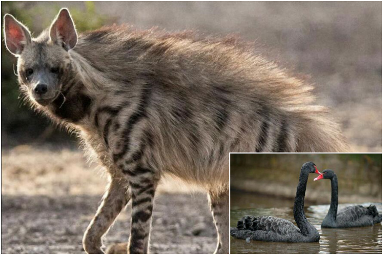 Black swans and striped hyenas at the Pilikula Nature Park