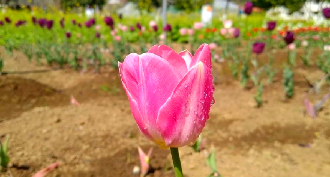 tulip