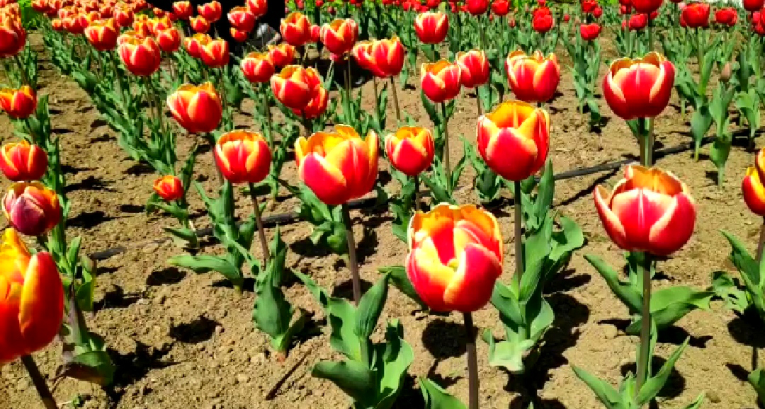 tulip farming in kothiyalsain at chamoli