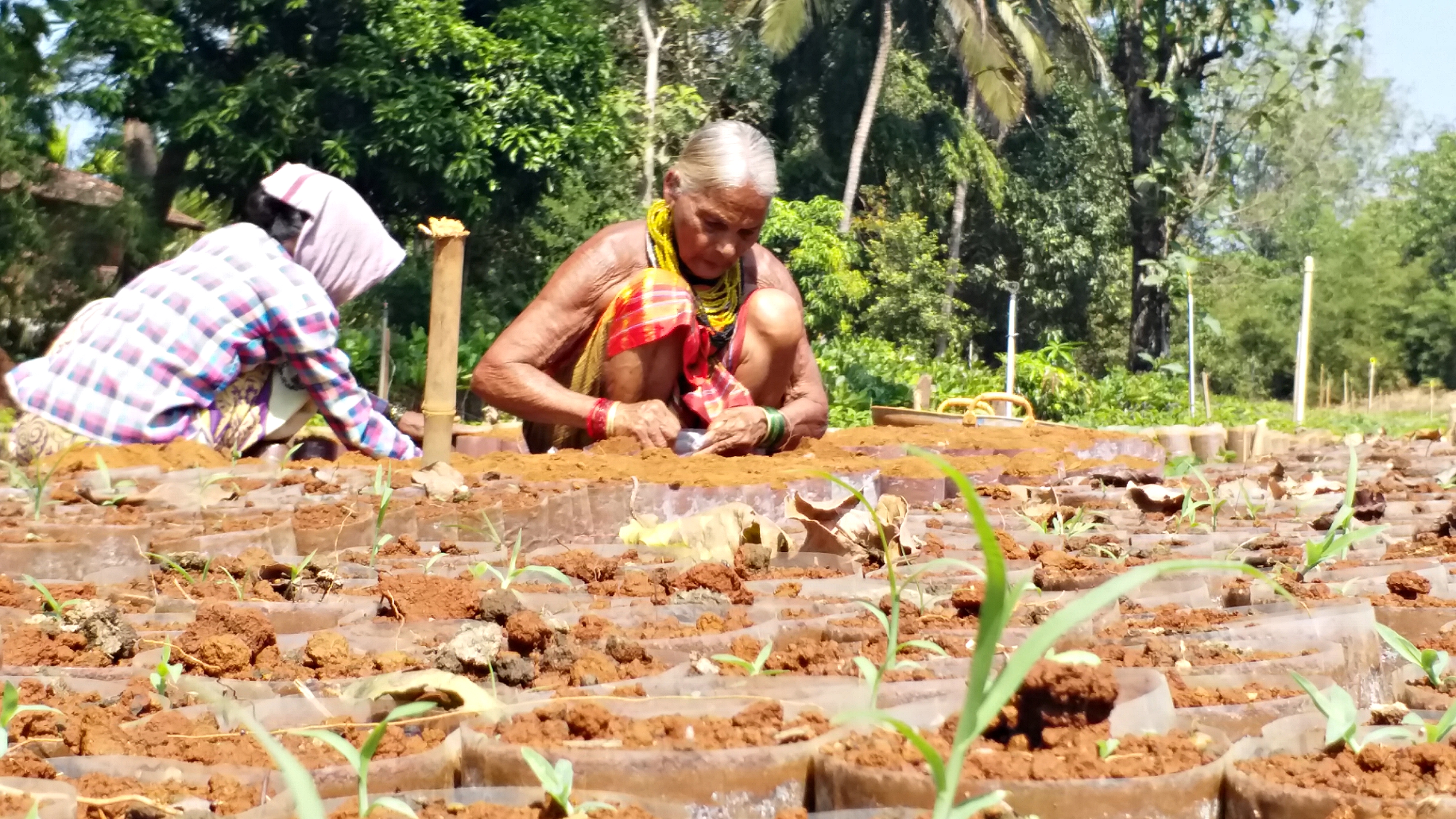 Meet Tulasi Gowda: The Encyclopedia of Forest and a Padma Shri recipient