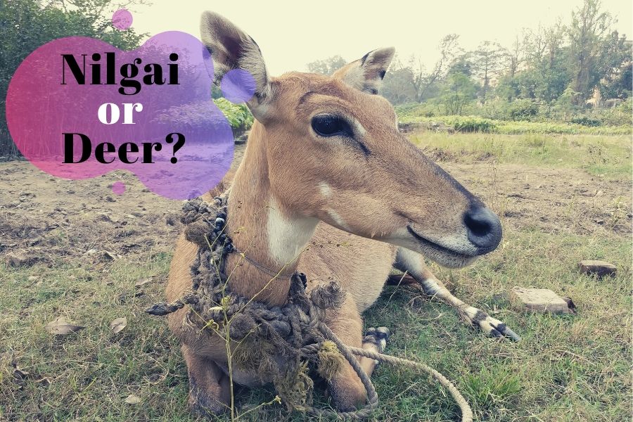 'Nilgai or deer', the identical crisis haunts this poor animal in Katihar, 'নীলগাই' নে 'ডিয়েৰ' : কাটিহাৰত পৰিচয় বিহীন হৈ পৰা নীলগাইটো