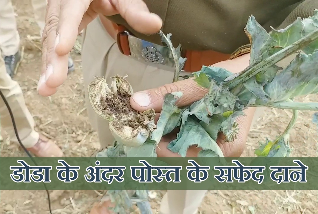 Police action on illegal cultivation of opium, अफीम की अवैध खेती पर पुलिस की कार्रवाई