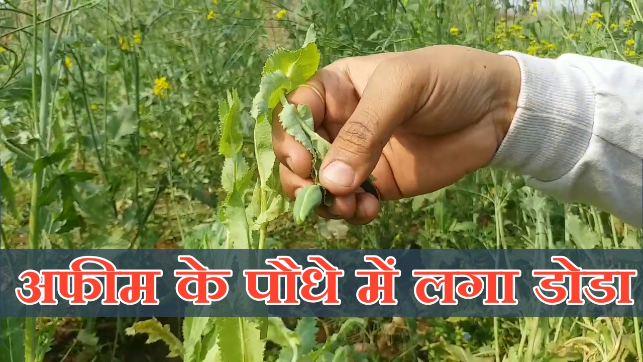 Police action on illegal cultivation of opium, अफीम की अवैध खेती पर पुलिस की कार्रवाई