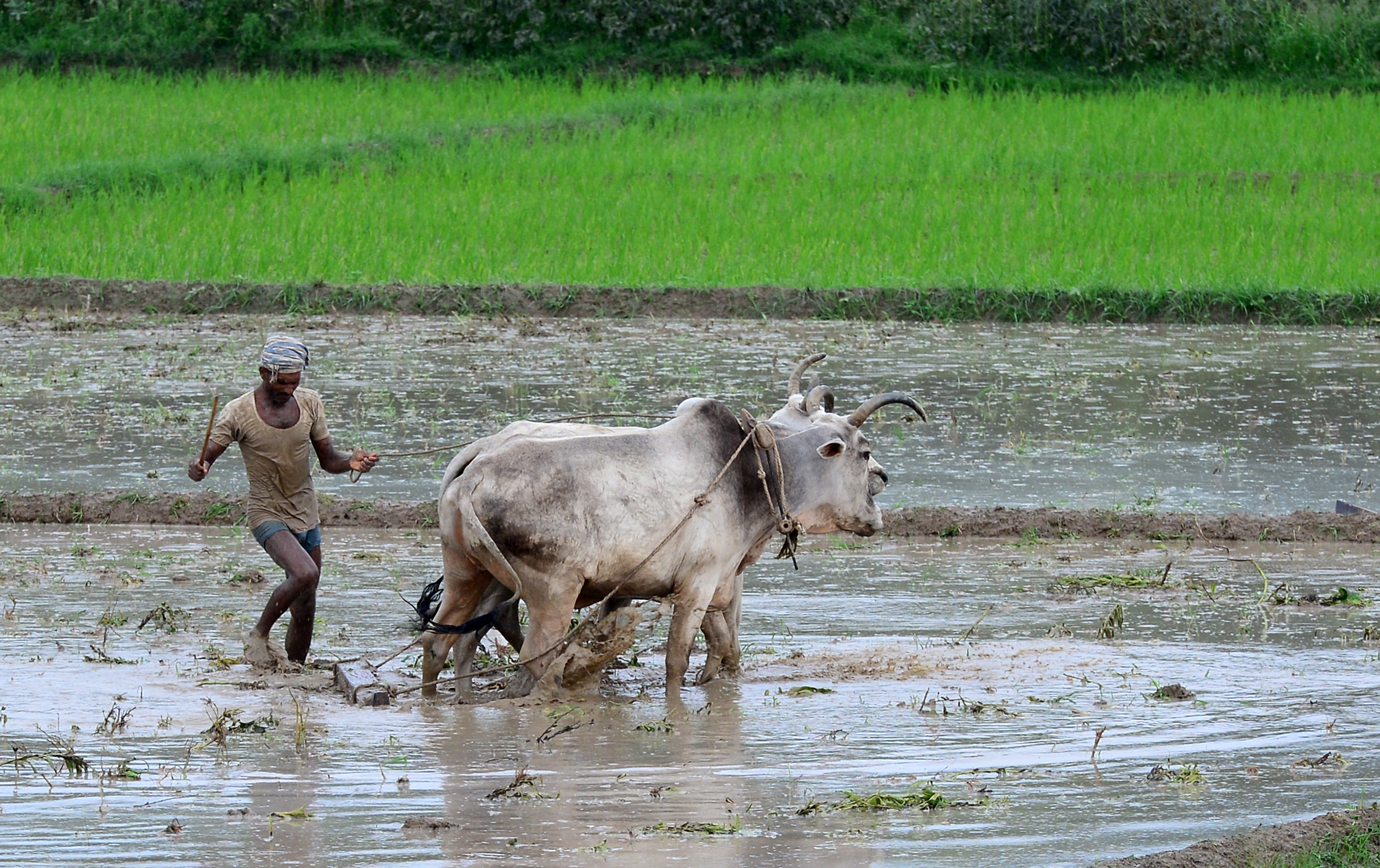 Farmers in India.