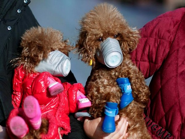 Dogs wearing masks in Shanghai due to coronavirus outbreak