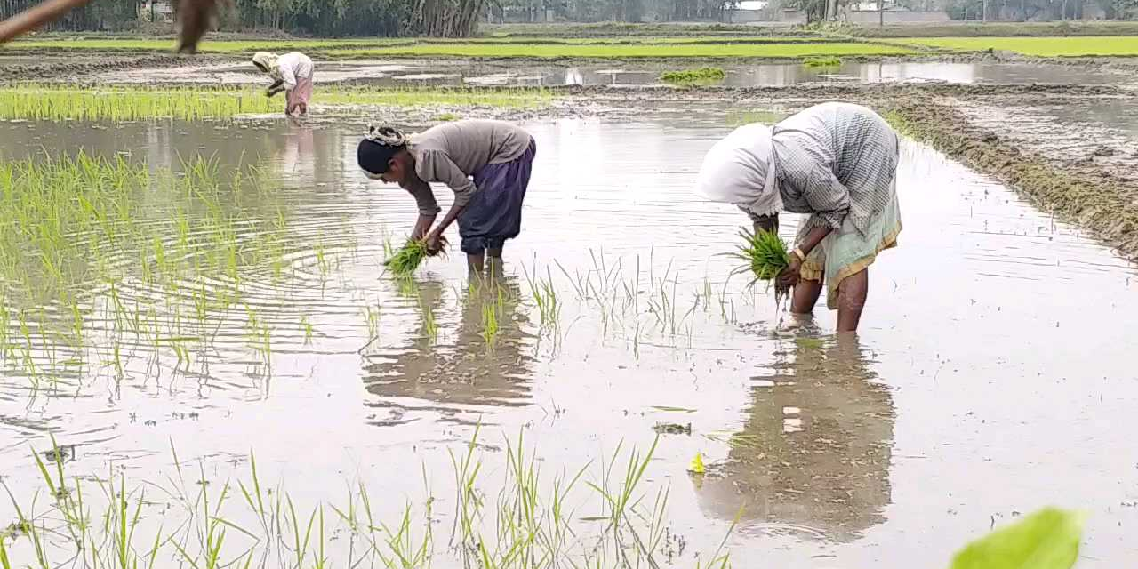 Bao Dhan as alternative measures for Agriculture in Flood pron in Lakhimpur District