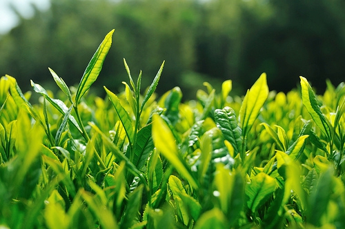 NAHARKATIA FARMER PRODUCE WHITE TEA WORTH RS 1 LACS ETV BHARAT ASSAM DIBRUGARH