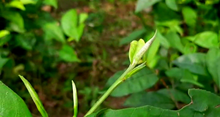 NAHARKATIA FARMER PRODUCE WHITE TEA WORTH RS 1 LACS ETV BHARAT ASSAM DIBRUGARH