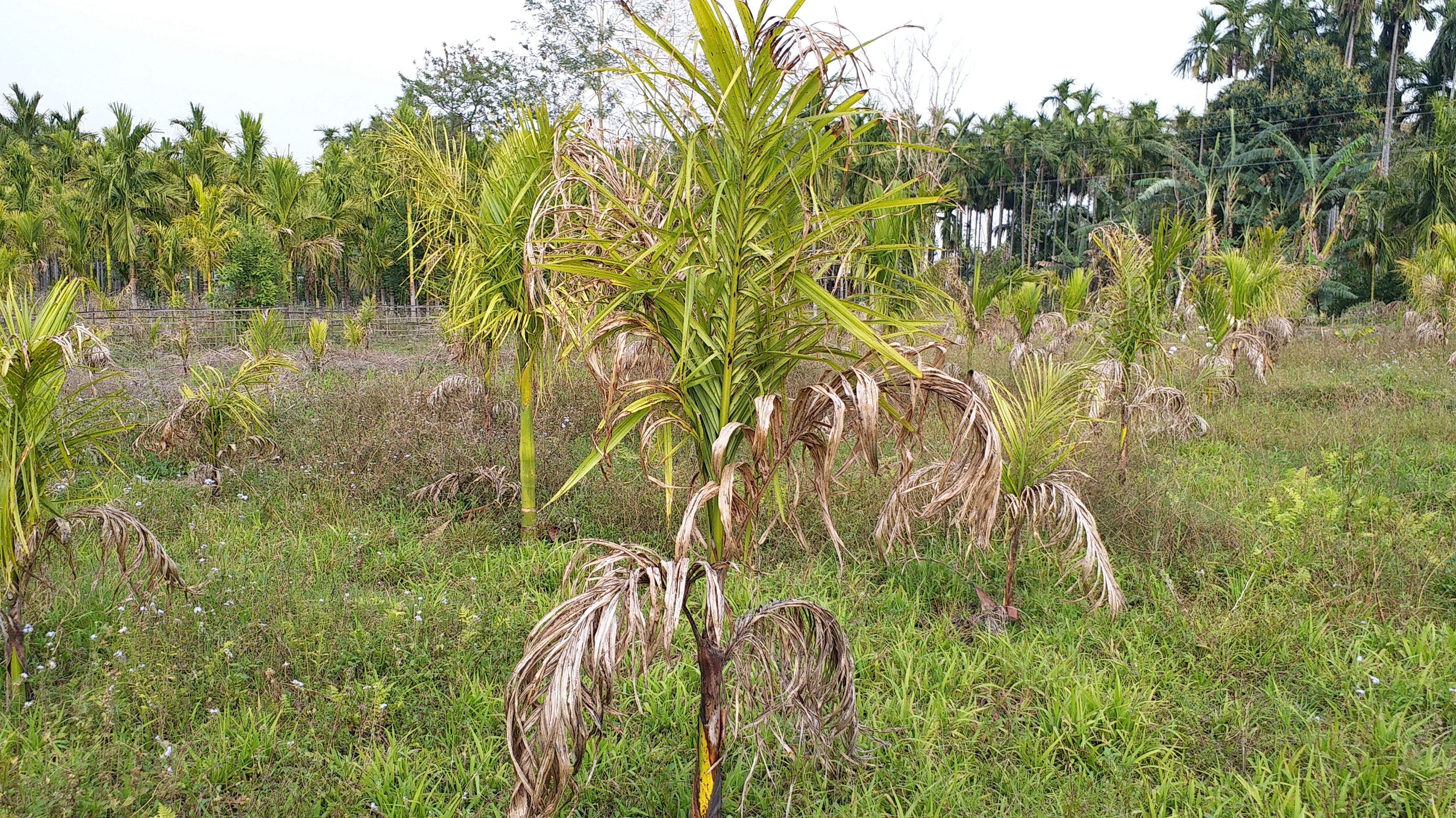 BAKSHA BEETLE NUT TREE EFFECTED DUE TO INSUFFICIENT GROUND WATER ETV BHARAT REPORT