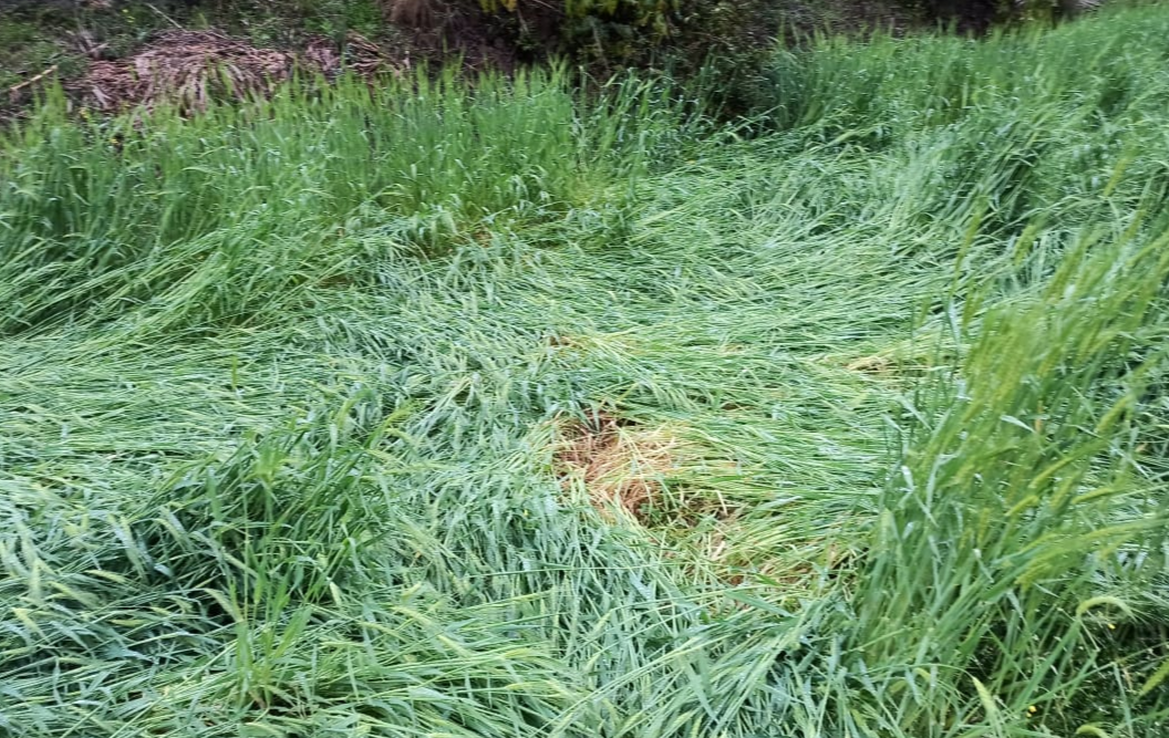 Damage due to heavy rainfall in Solan