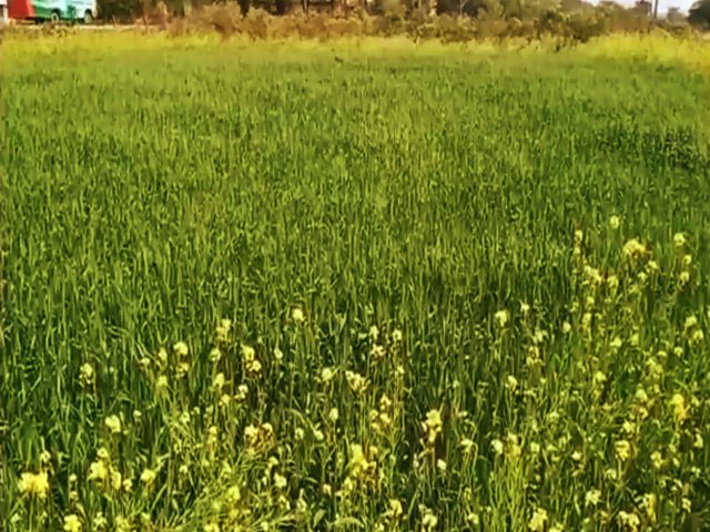 Crop wasted due to unseasonal rains