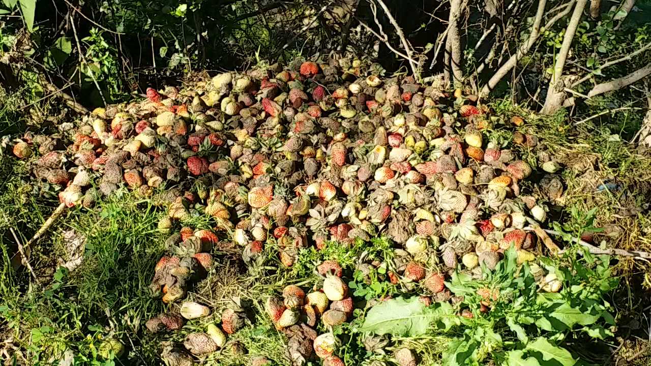 नाहन स्ट्रॉबेरी फसल खराब   rain damage strawberry sirmaur