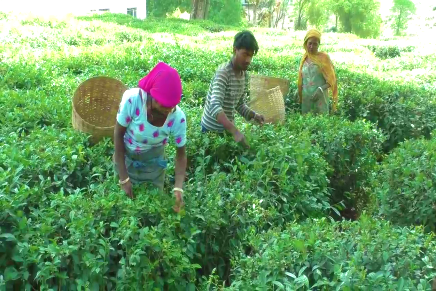 kangra tea