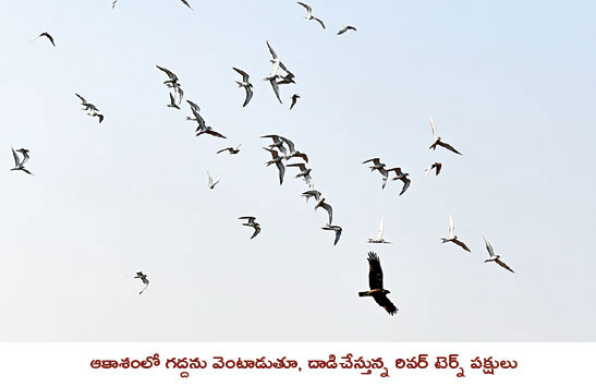 The River Tern birds fighting with eagle in Hyderabad