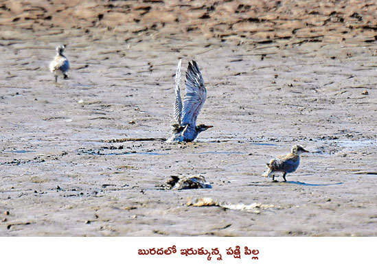 The River Tern birds fighting with eagle in Hyderabad