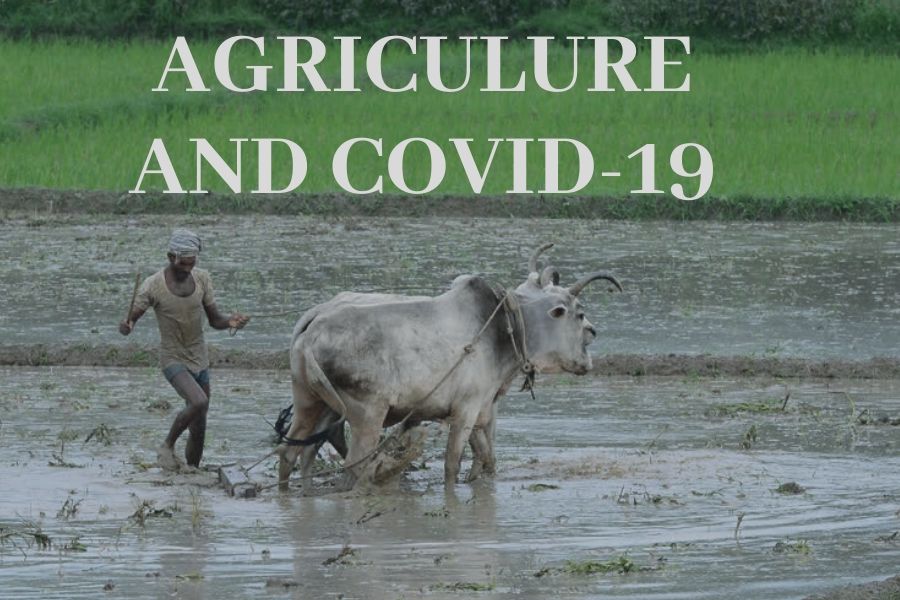 Agriculture in the time of COVID-19