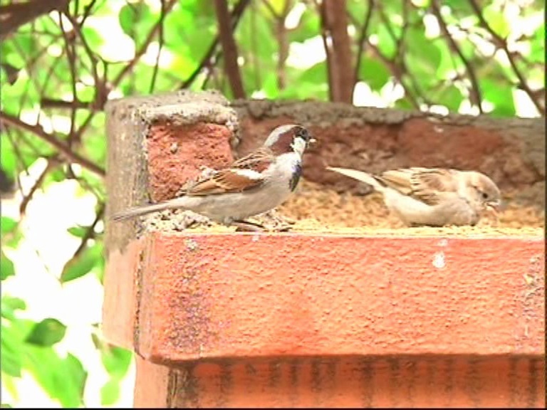 know-how-important-sparrows-are-in-your-life-on-world-sparrow-day