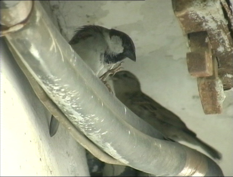 know-how-important-sparrows-are-in-your-life-on-world-sparrow-day