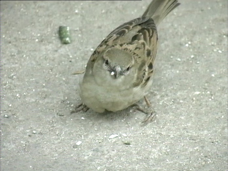 know-how-important-sparrows-are-in-your-life-on-world-sparrow-day