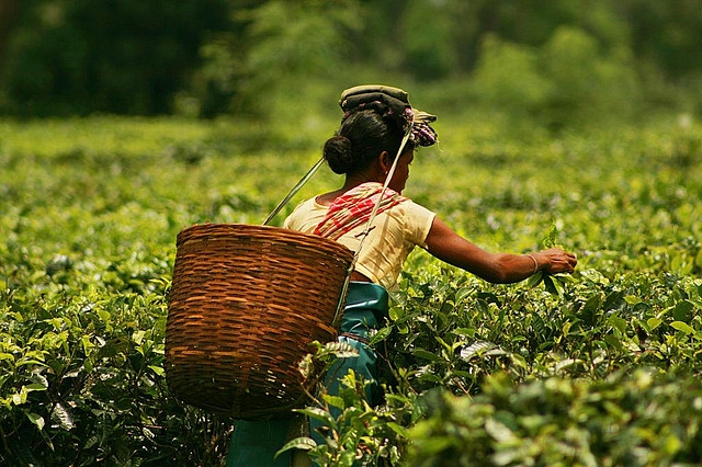 Covid-2019 is a ticking time-bomb in Assam's tea gardens