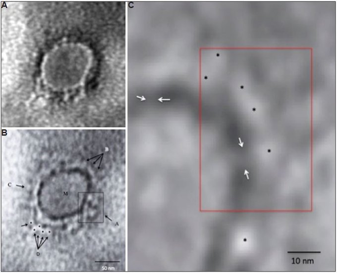 First images from India of virus causing Covid-19