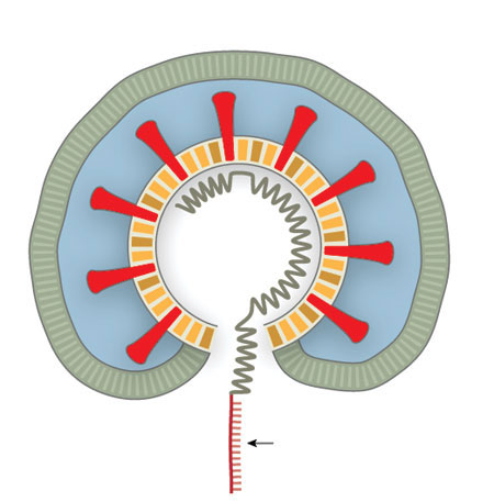 How coronavirus enters human body.. How it disrupts the immune system?