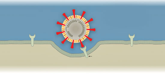 How coronavirus enters human body.. How it disrupts the immune system?