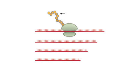 How coronavirus enters human body.. How it disrupts the immune system?