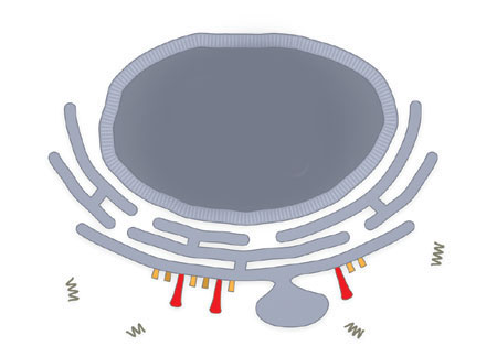 How coronavirus enters human body.. How it disrupts the immune system?