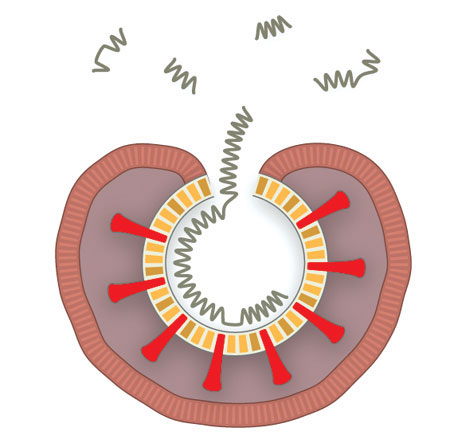 How coronavirus enters human body.. How it disrupts the immune system?