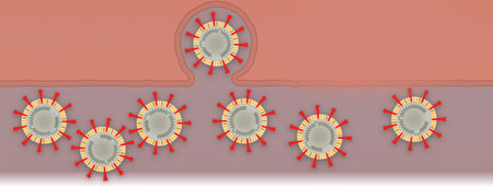 How coronavirus enters human body.. How it disrupts the immune system?