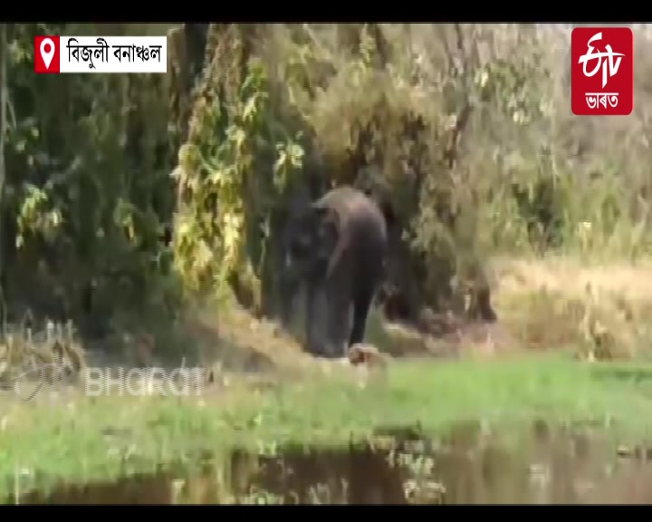 ASSAM GOLAGHAT THE WILD ELEPHANT INJURED ETV BHARAT NEWS