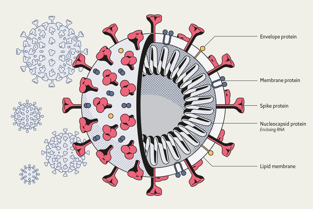 MIT chemists are testing An experimental peptide could block Covid-19 enter human lung cells.