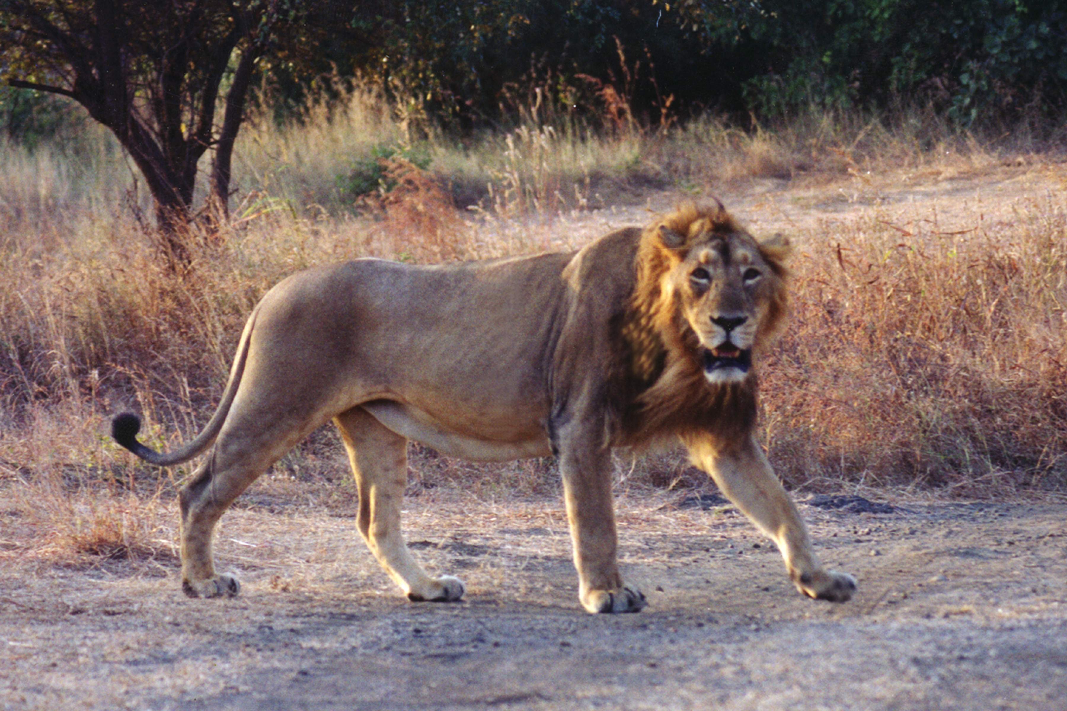 Gir National Park